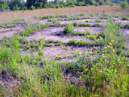 Scio Drive-In Theatre - Foundation - Photo From Water Winter Wonderland